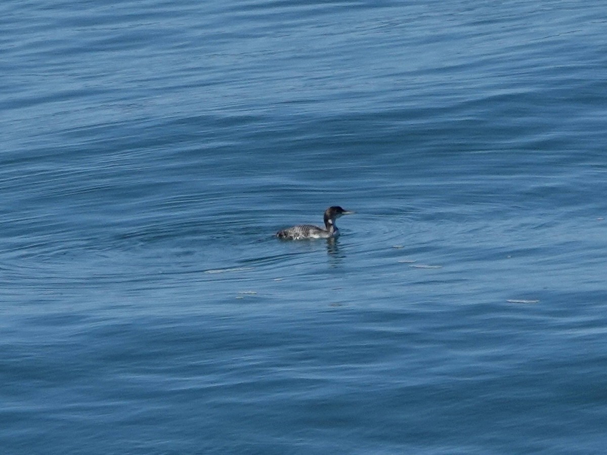 Common Loon - ML643837857