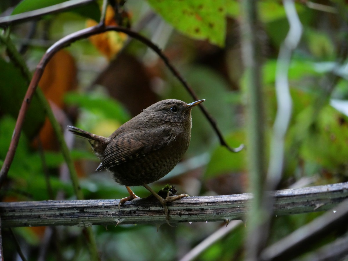 Pacific Wren - ML643837868