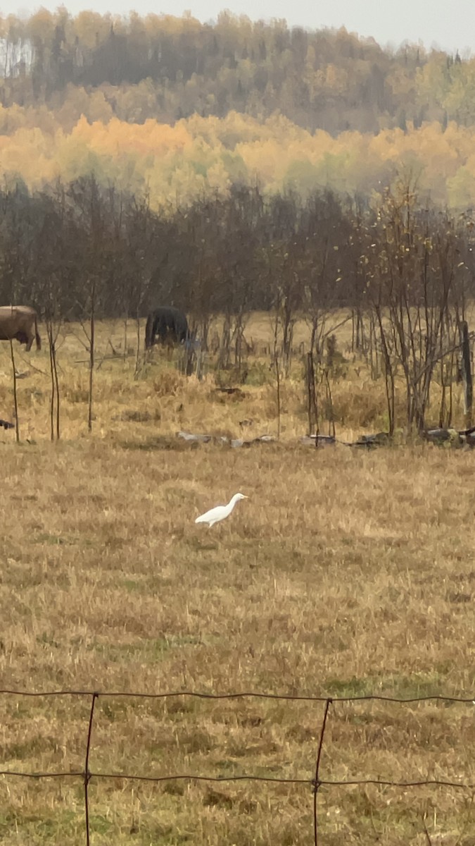 ニシアマサギ - ML643837872