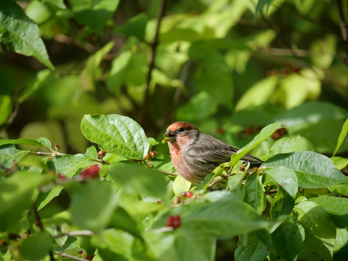 House Finch - ML643837886