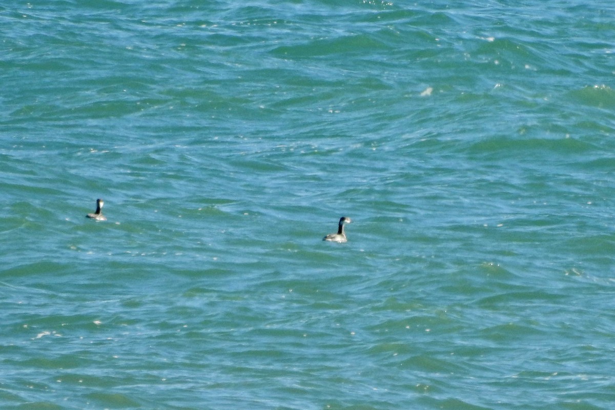 Horned Grebe - ML643837888