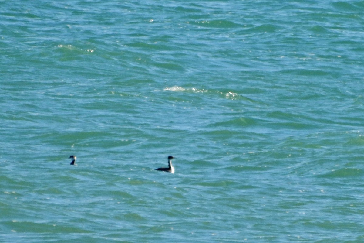 Horned Grebe - ML643837908