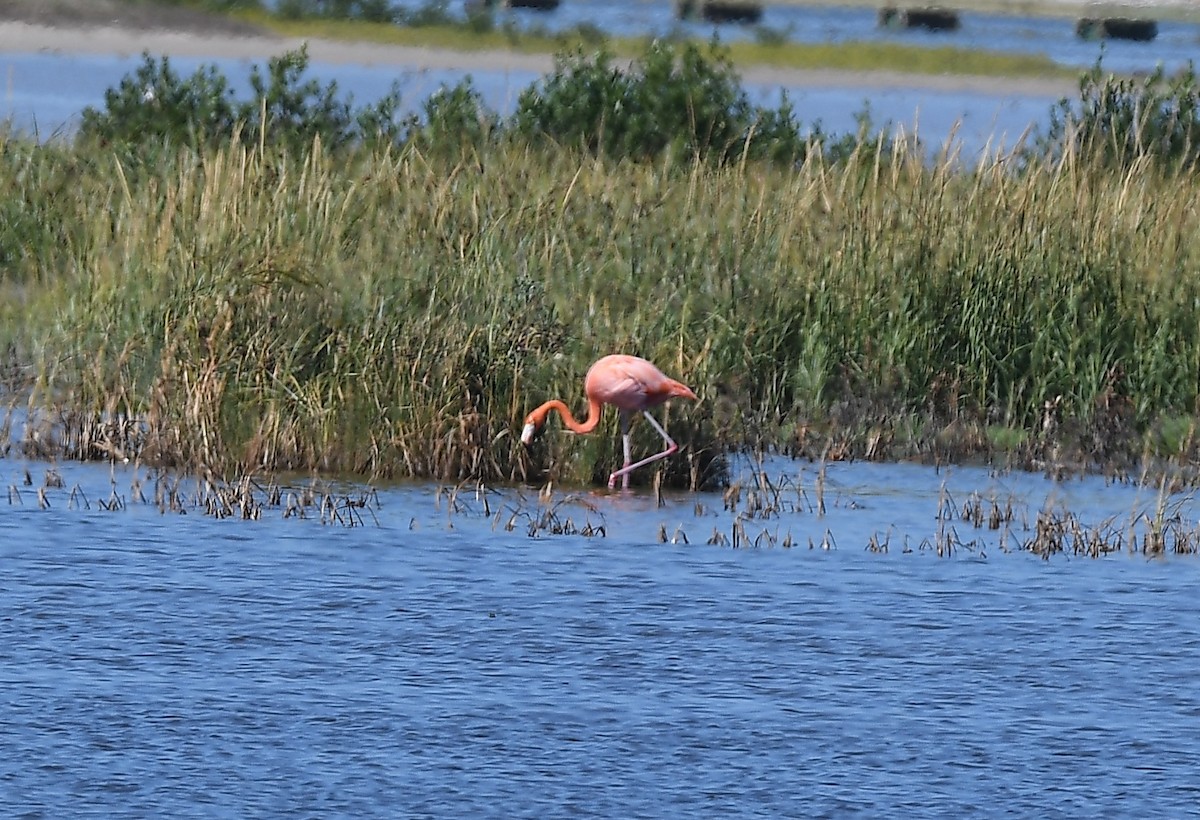 American Flamingo - ML643837910