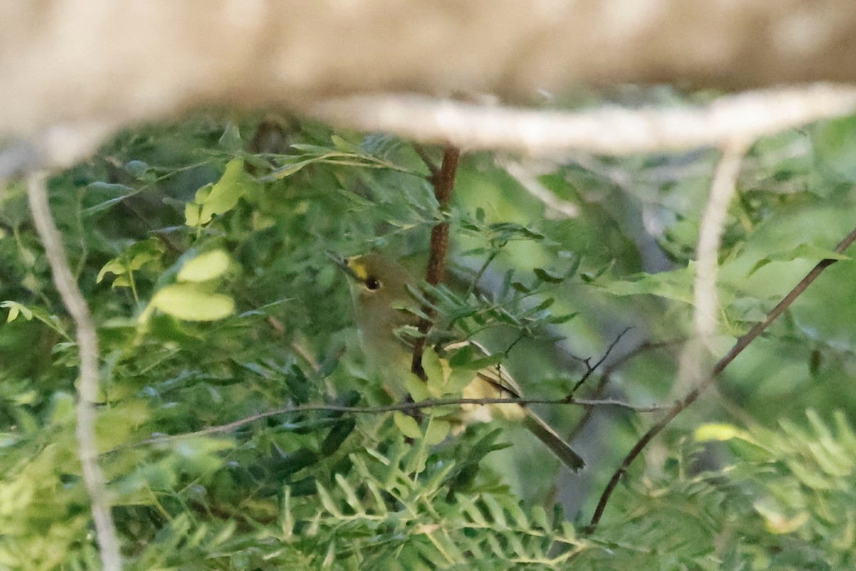 Thick-billed Vireo - ML643837912
