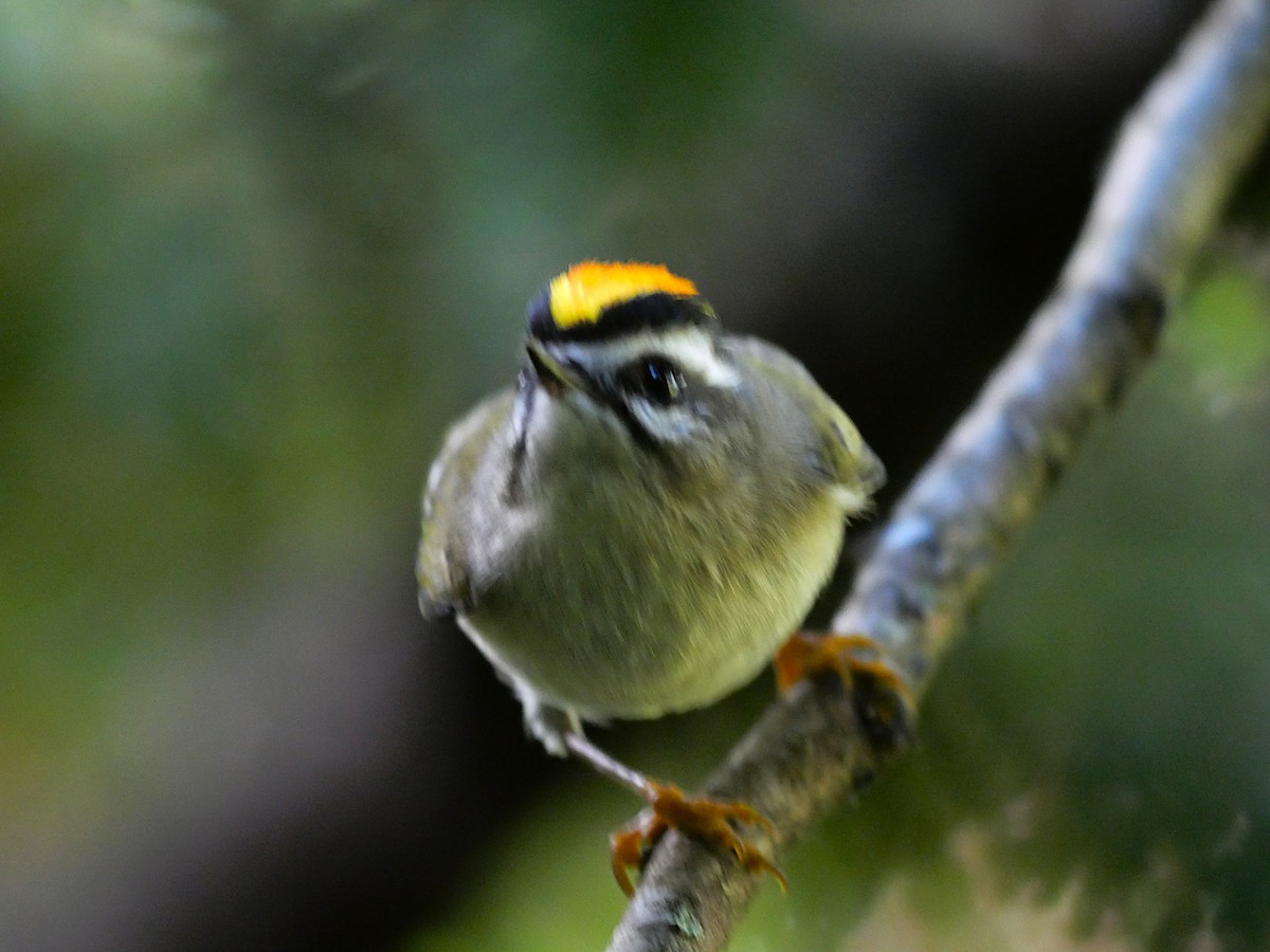 Golden-crowned Kinglet - ML643837915