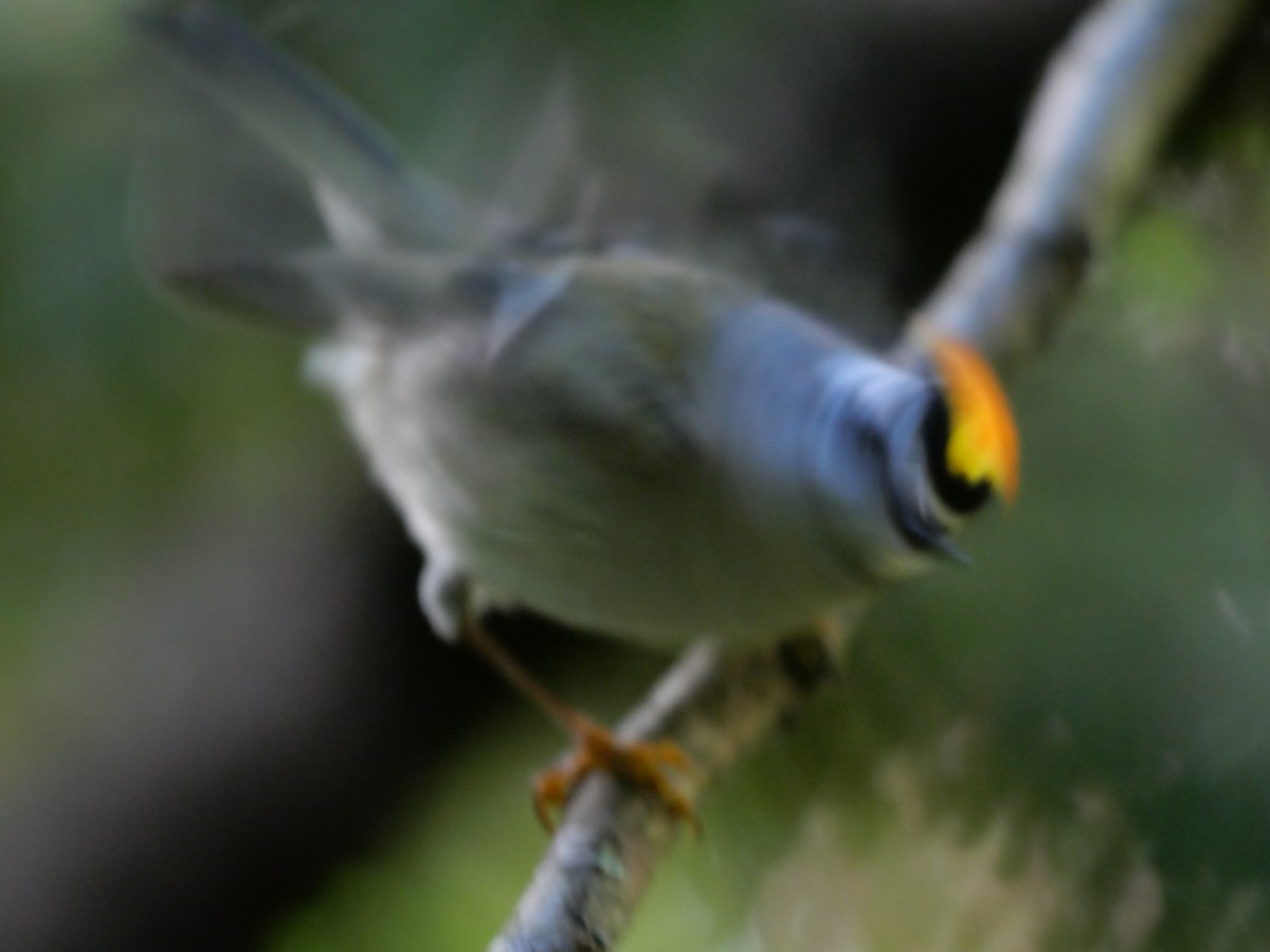 Golden-crowned Kinglet - ML643837916