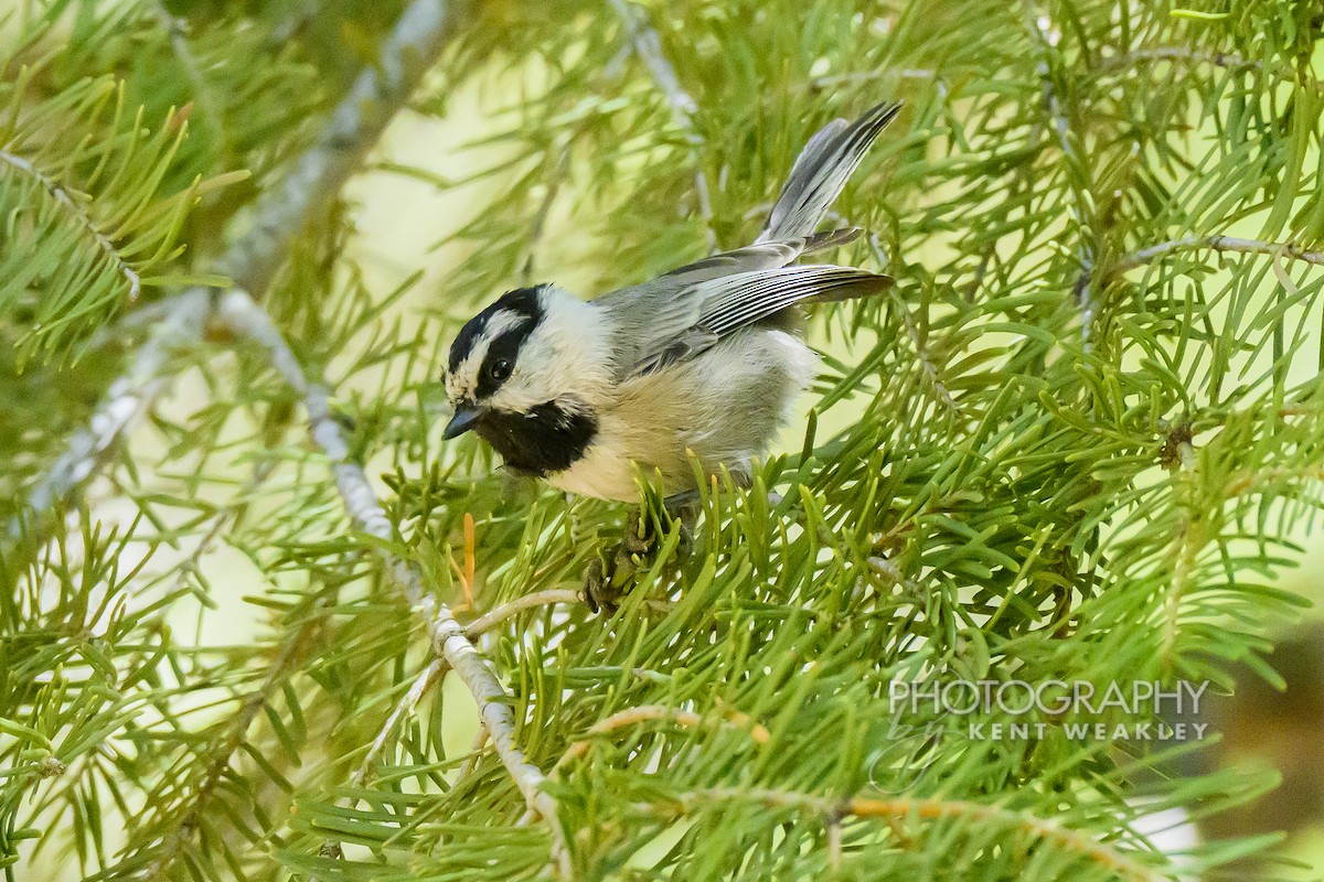 Mountain Chickadee - ML643837923