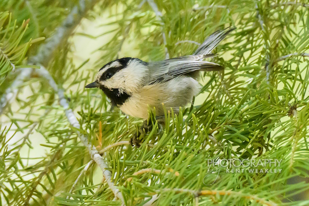 Mountain Chickadee - ML643837924