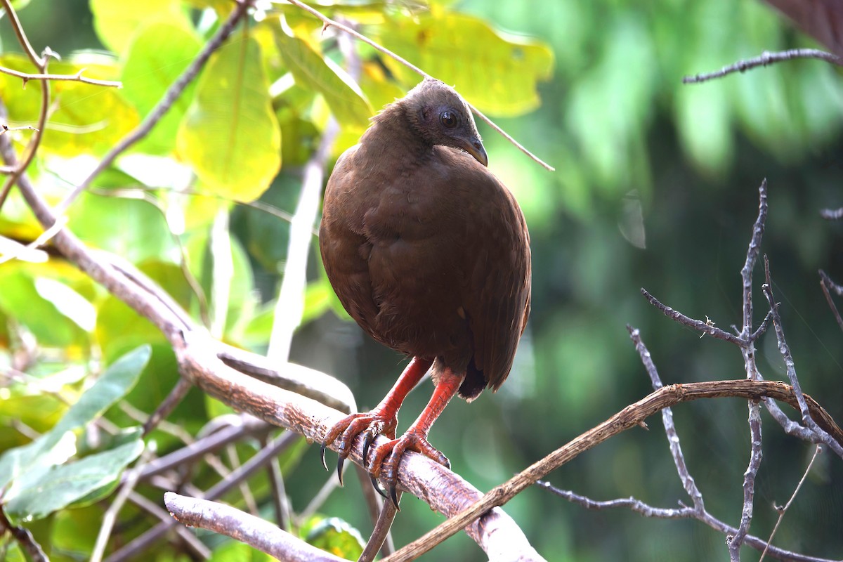 Sula Megapode - ML643837932
