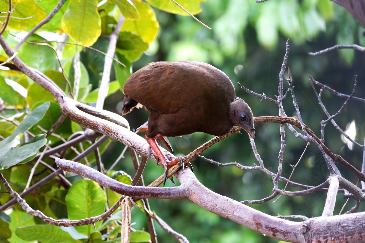 Sula Megapode - ML643837936