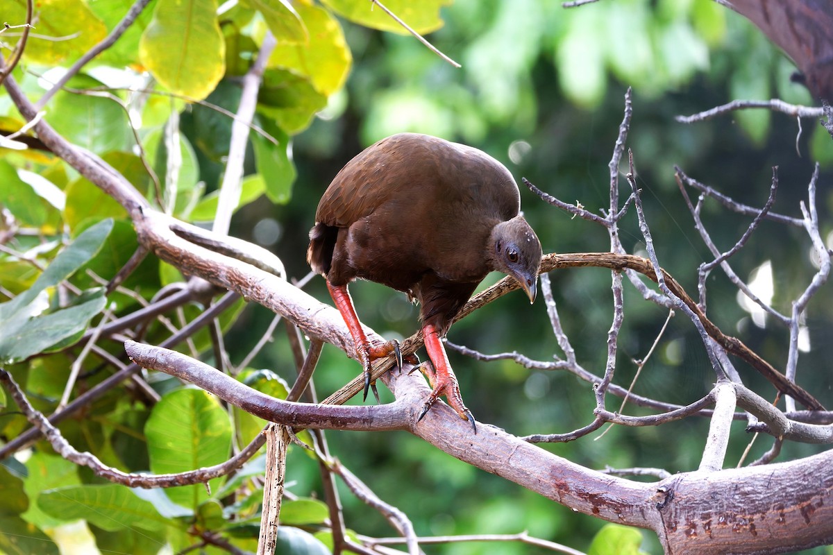 Sula Megapode - ML643837941