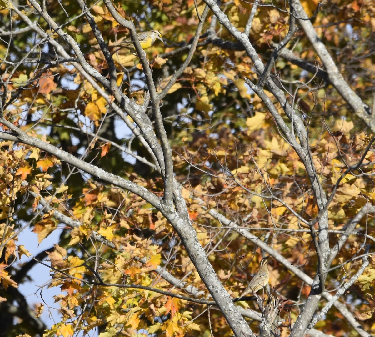 Eastern Meadowlark - ML643837944