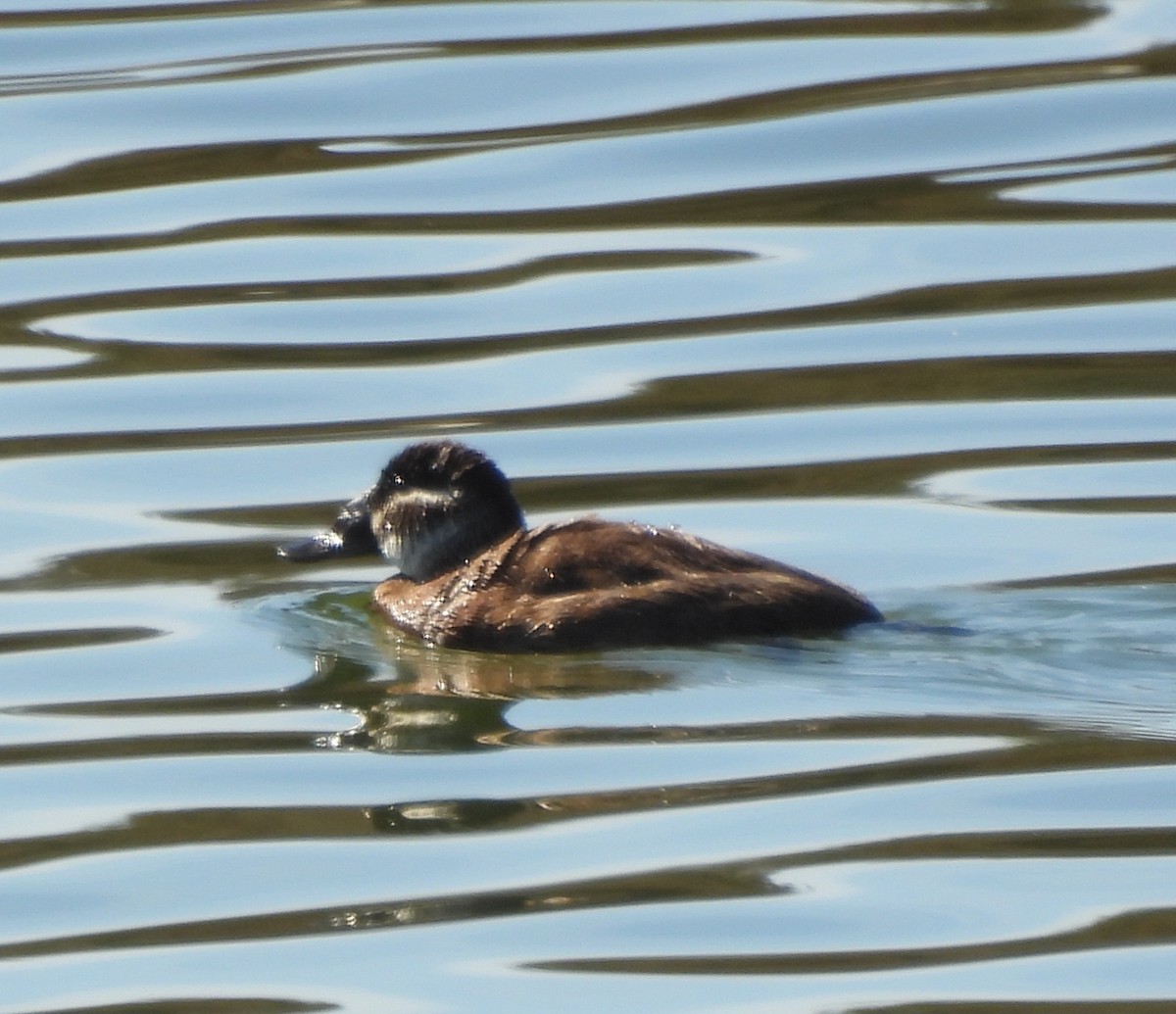 White-headed Duck - ML643837947