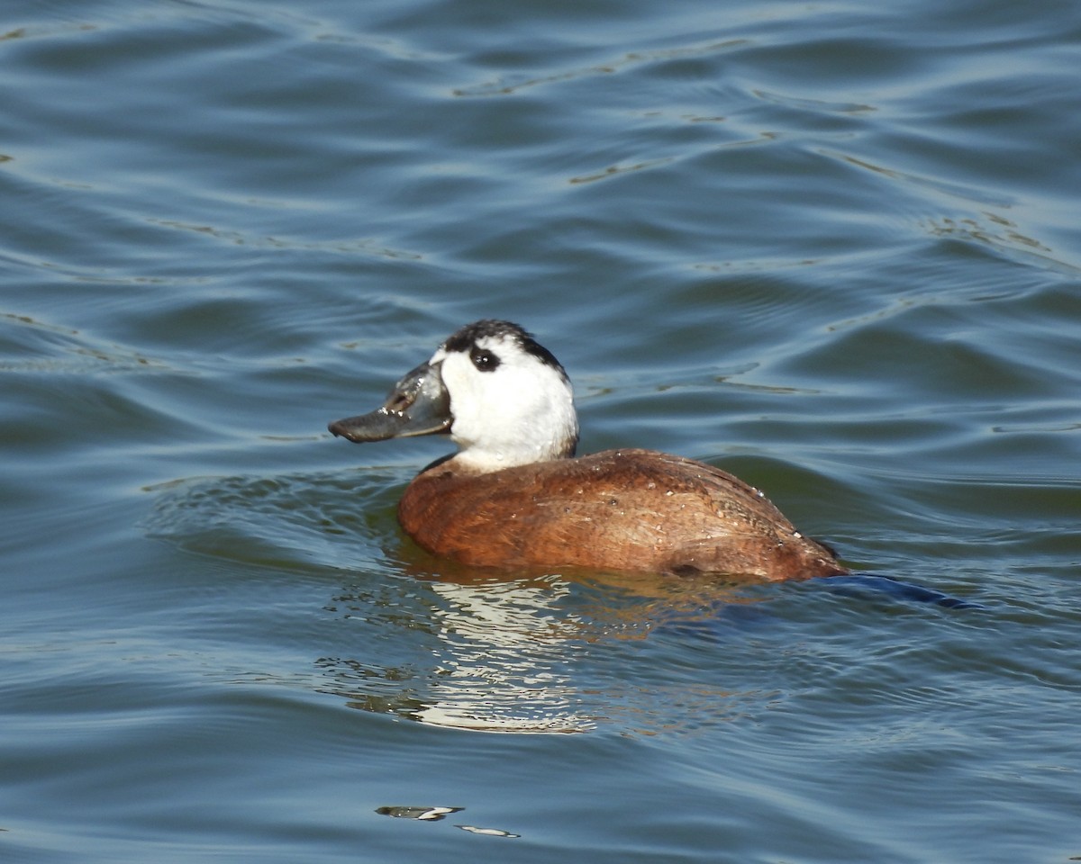 White-headed Duck - ML643837948