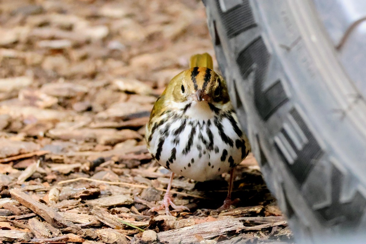 Ovenbird - ML643837954
