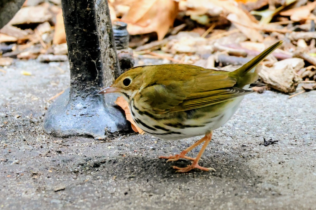 Ovenbird - ML643837955