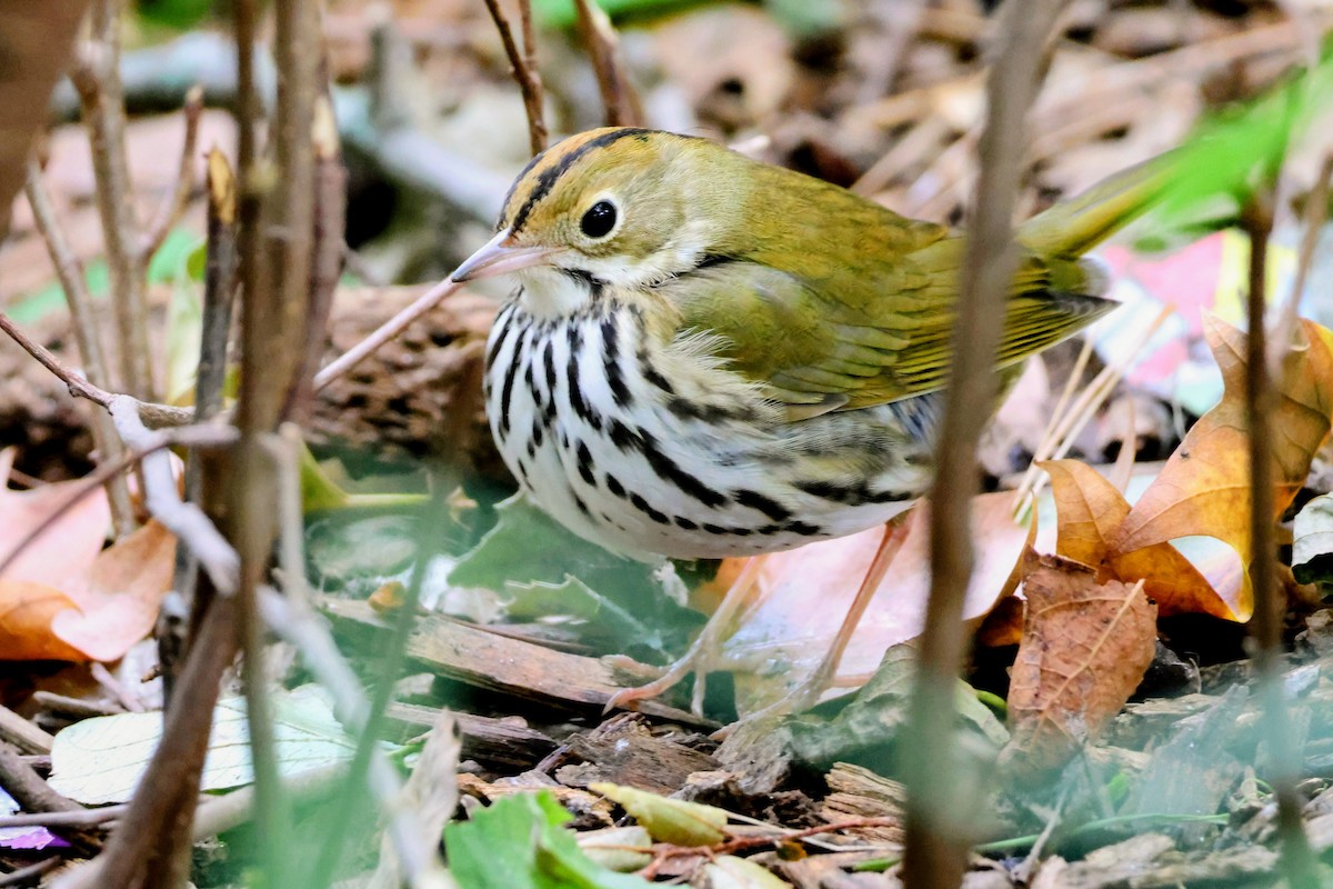 Ovenbird - ML643837956