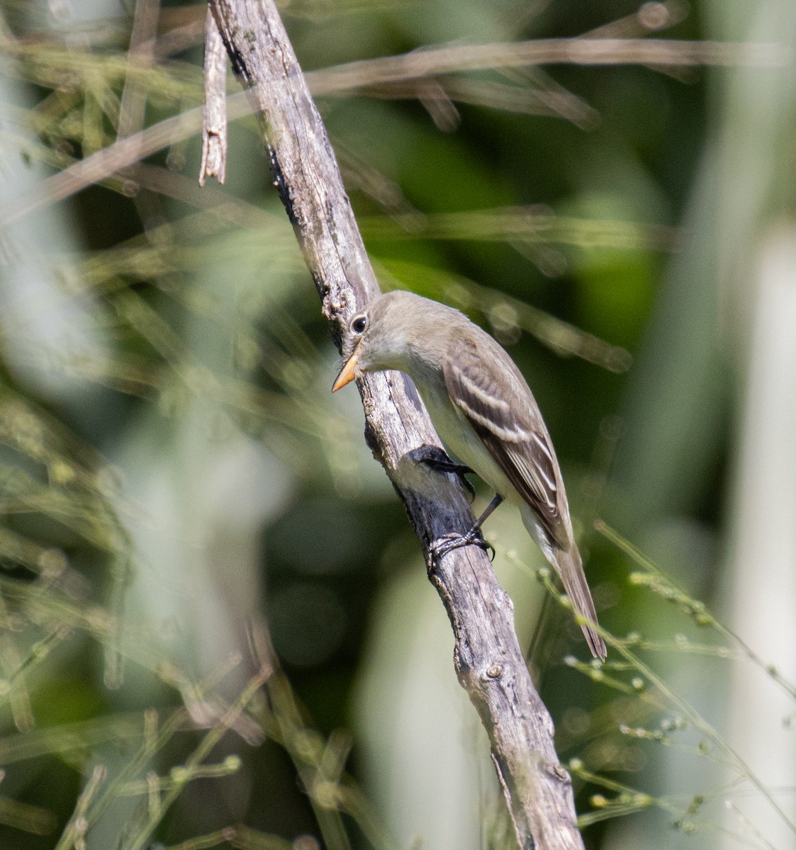 Acadian Flycatcher - ML643837965