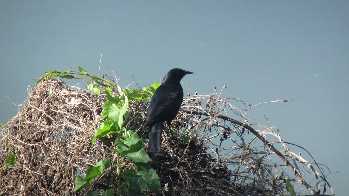 Austral Blackbird - ML643837968