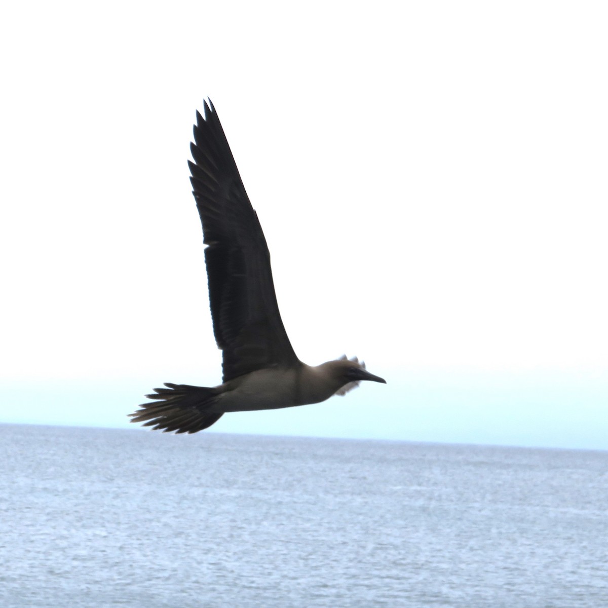 Red-footed Booby - ML643837980