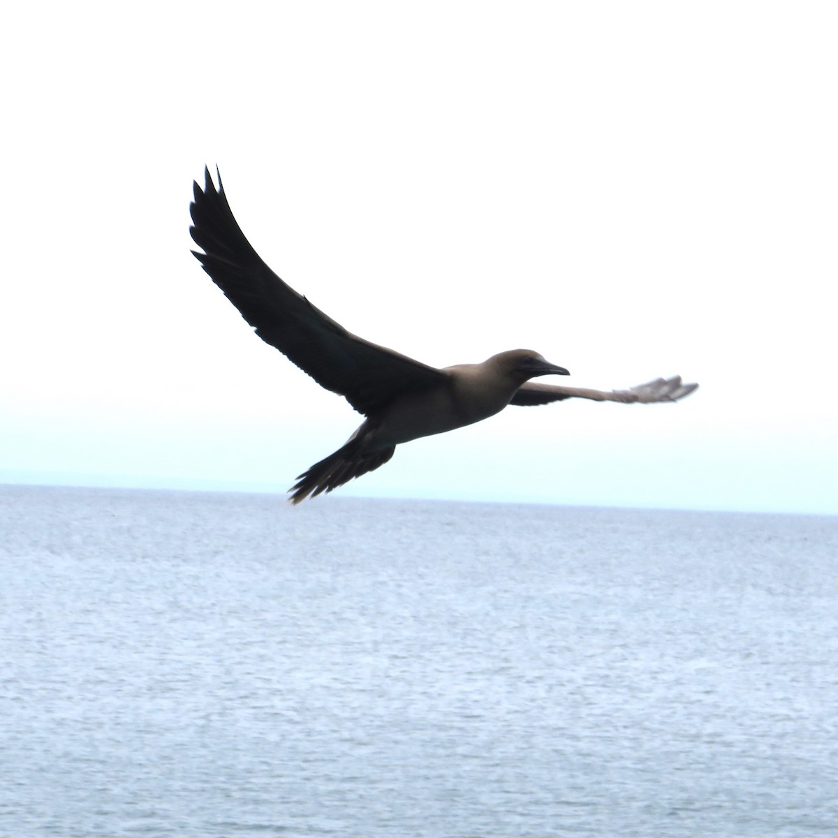 Red-footed Booby - ML643837981