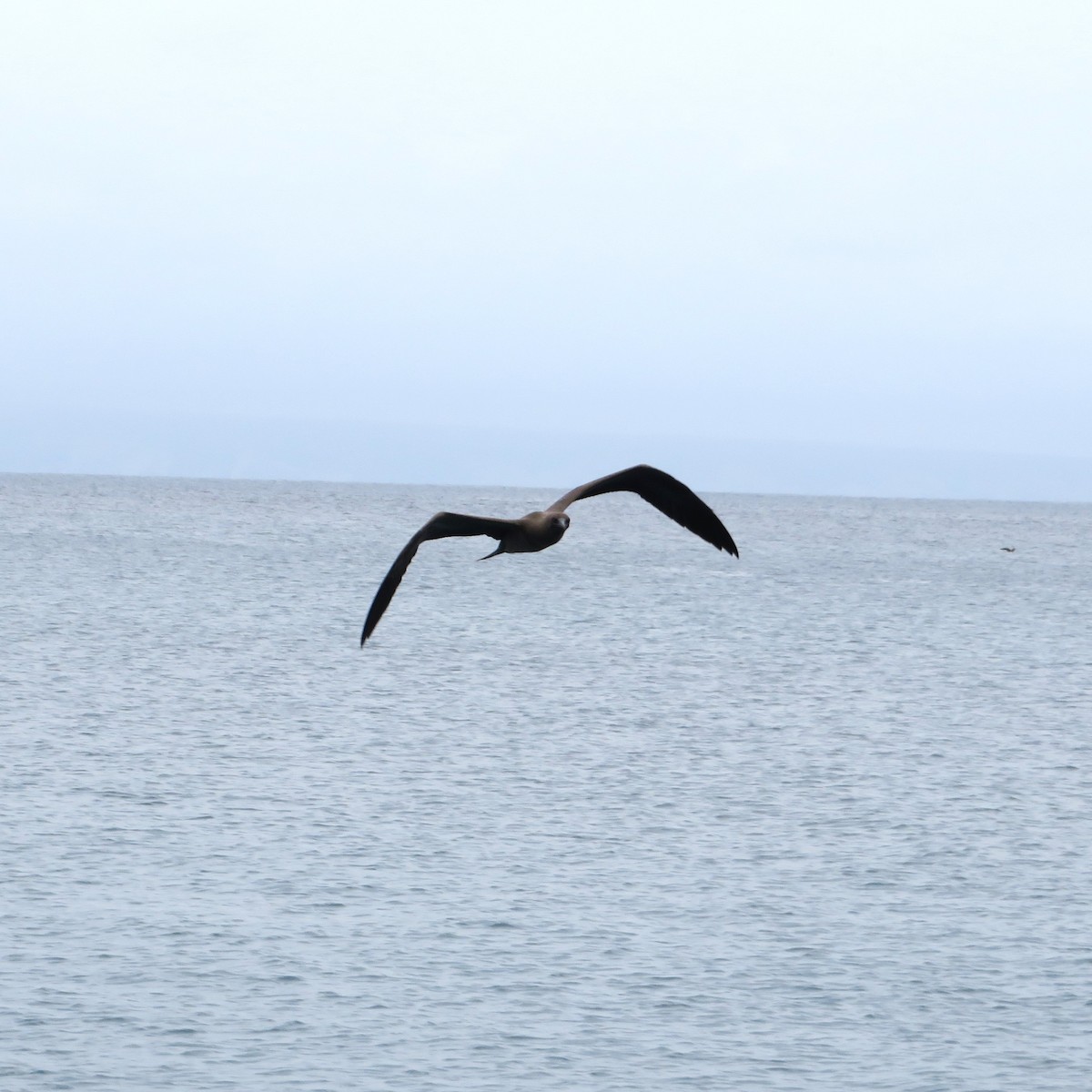 Red-footed Booby - ML643837982