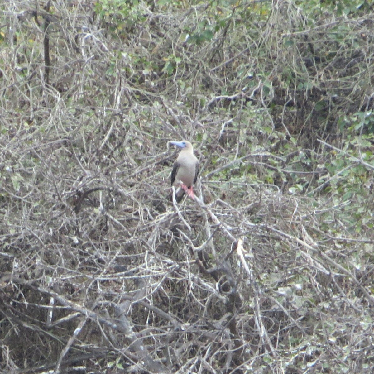 Red-footed Booby - ML643837983