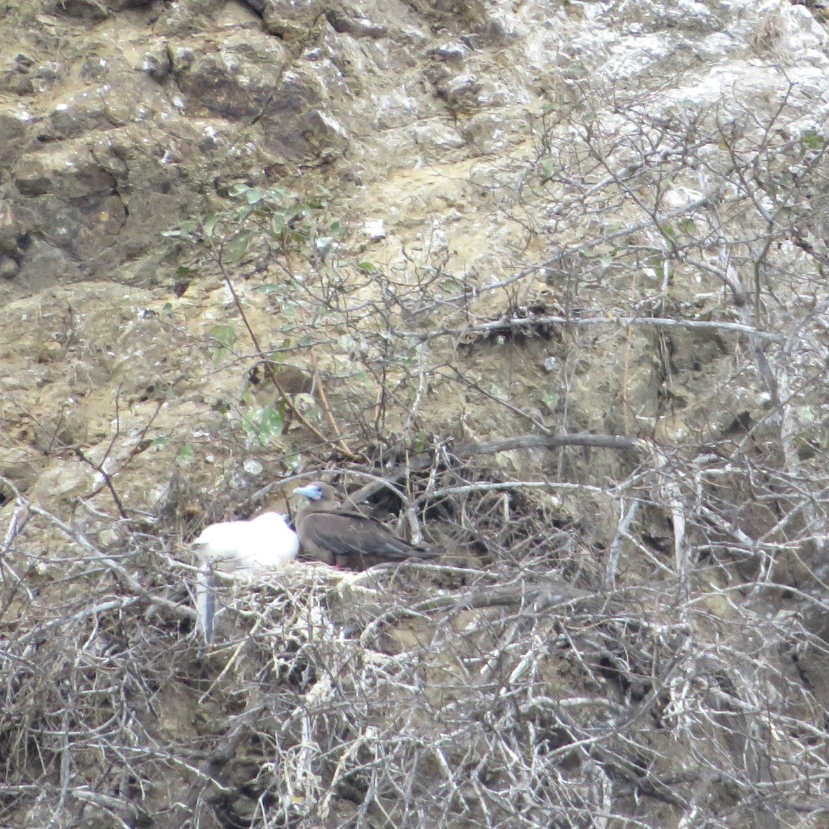 Red-footed Booby - ML643837984