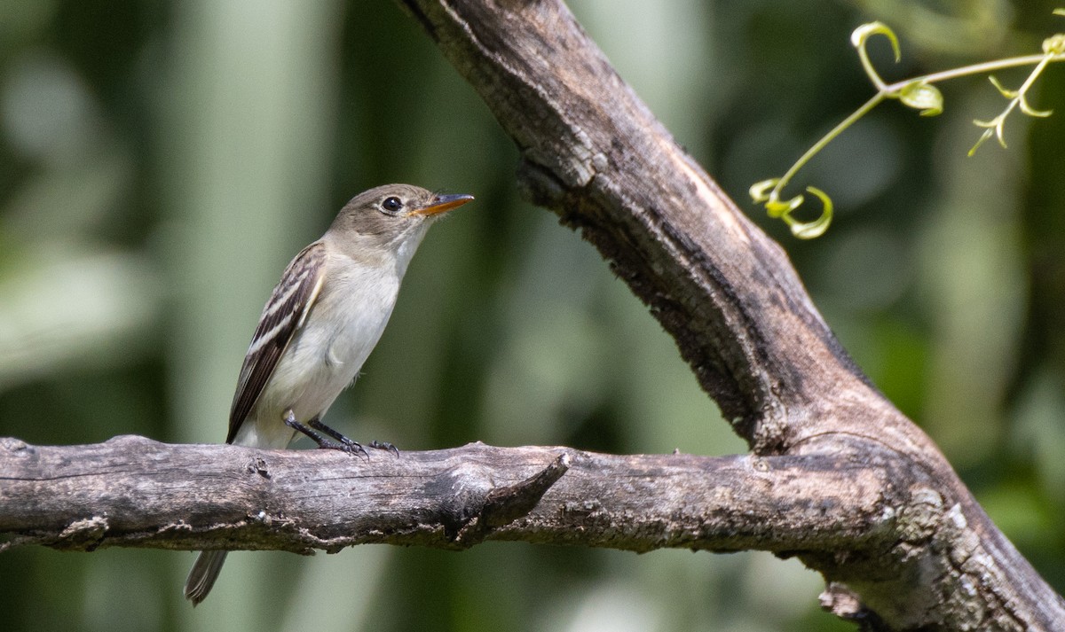 Acadian Flycatcher - ML643837991