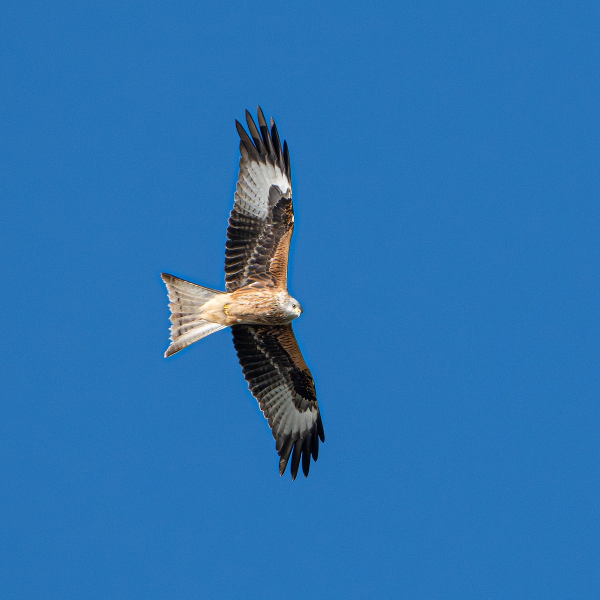 Milan royal - ML643837997