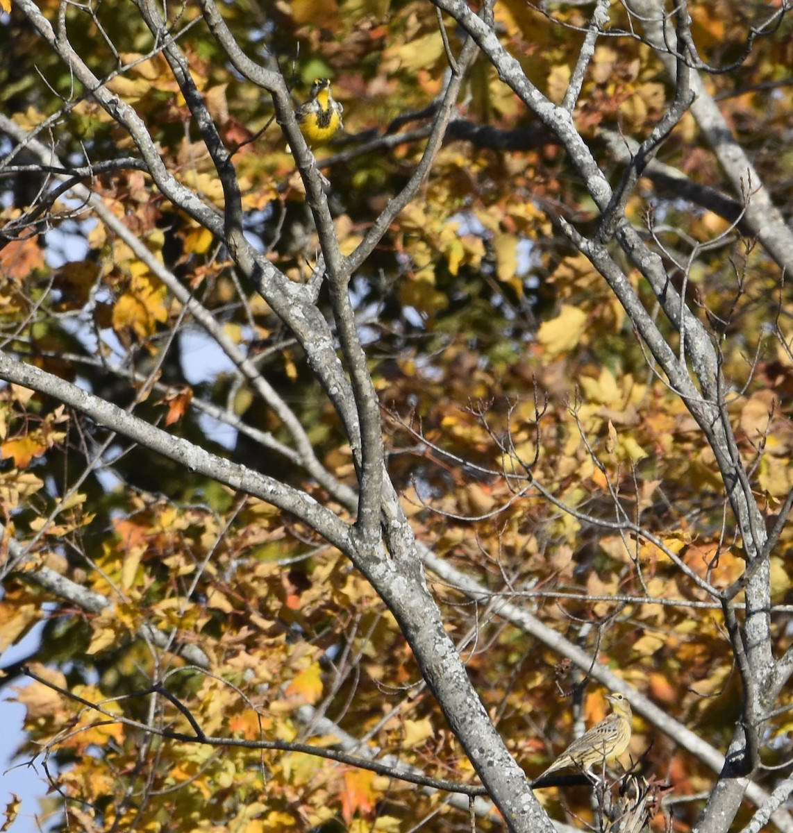 Eastern Meadowlark - ML643838012