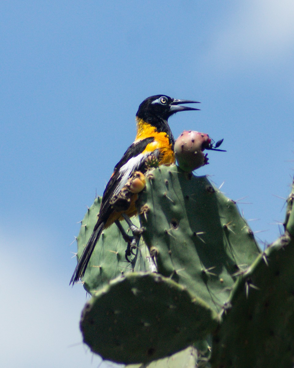Venezuelan Troupial - ML643838013