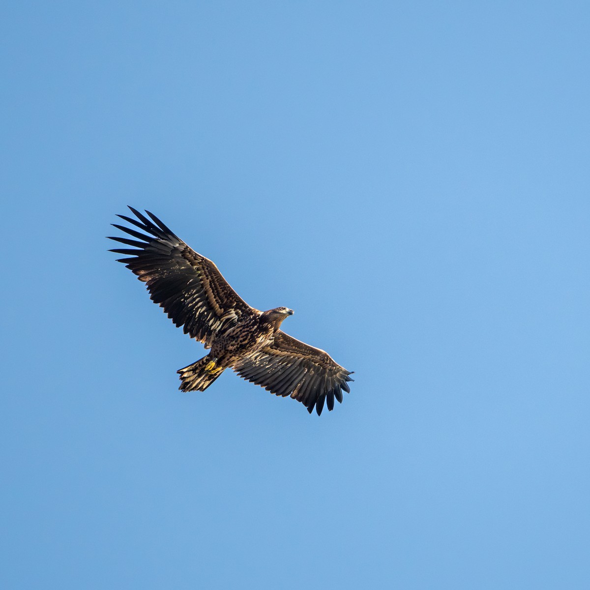 Pygargue à queue blanche - ML643838015