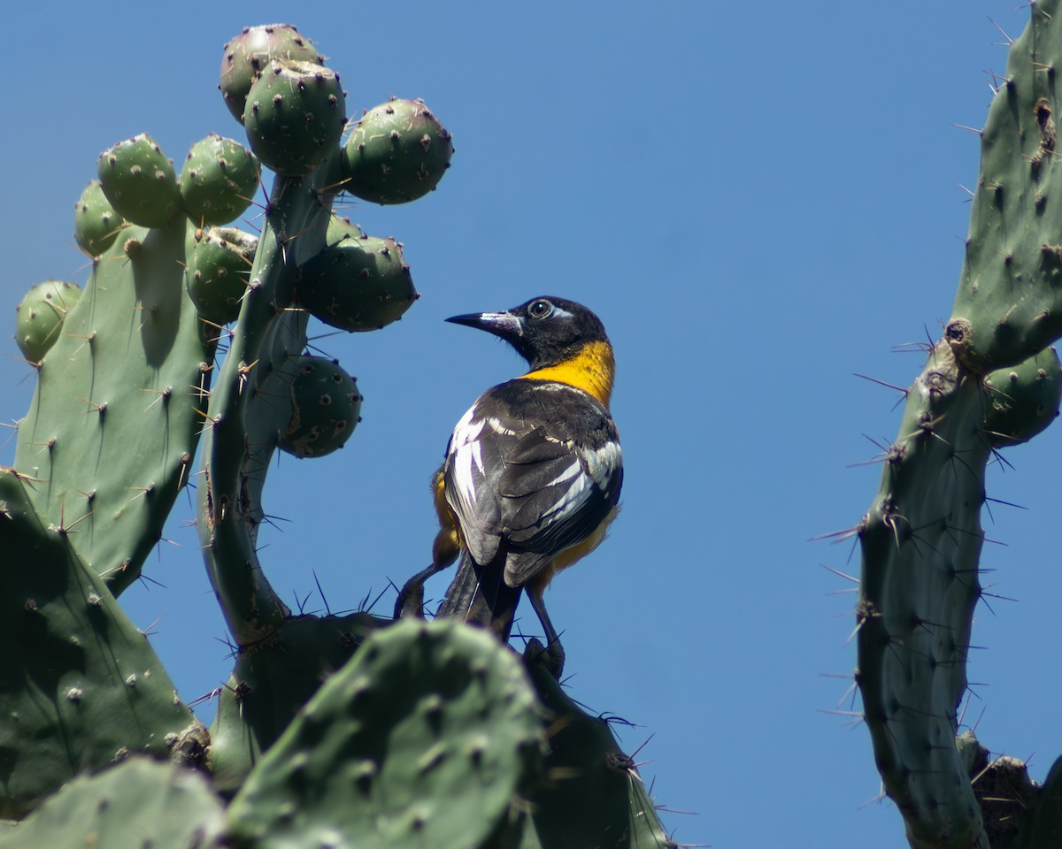 Venezuelan Troupial - ML643838016
