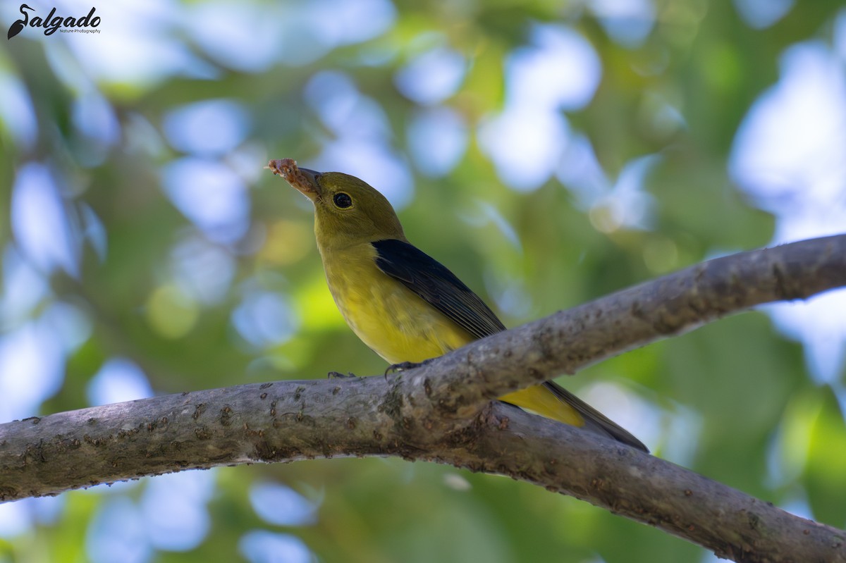 Scarlet Tanager - ML643838027