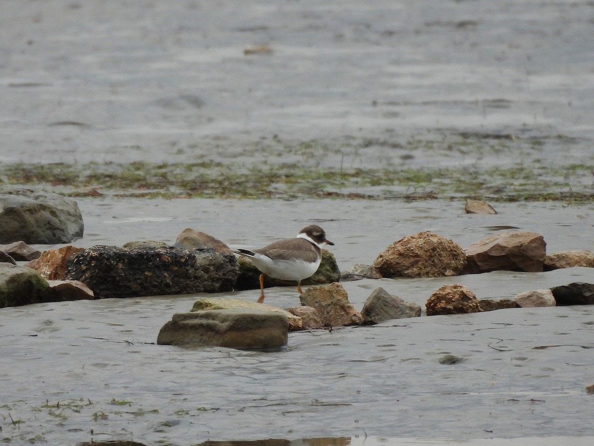 Common Ringed Plover - ML643838053