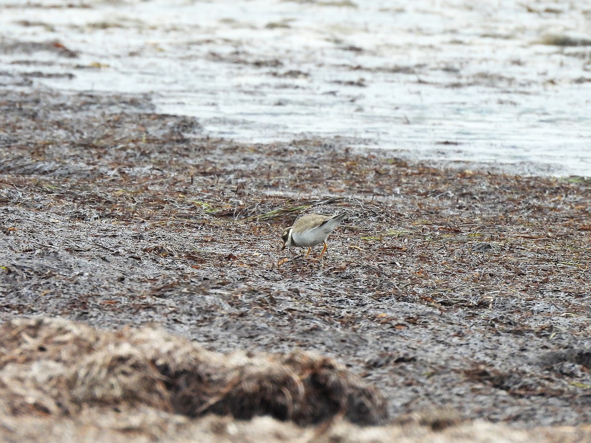 Common Ringed Plover - ML643838054