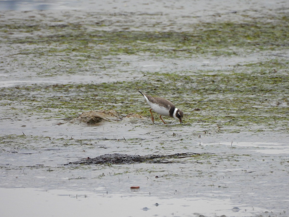 Common Ringed Plover - ML643838055