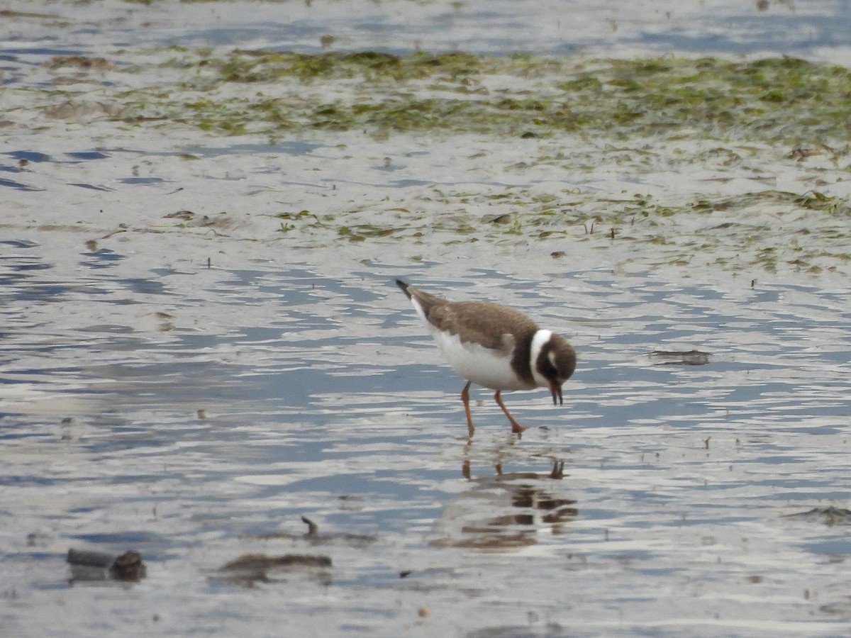 Common Ringed Plover - ML643838056