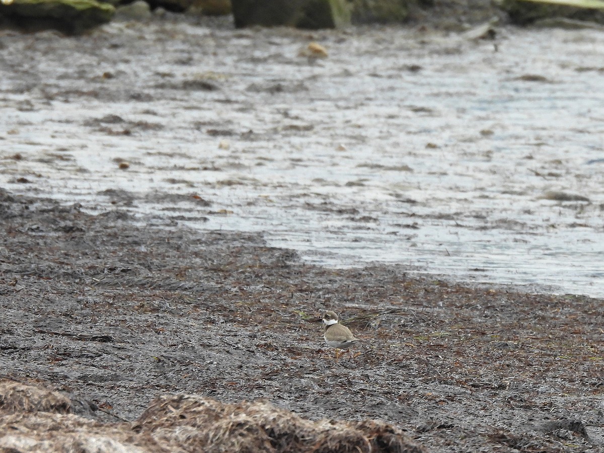 Common Ringed Plover - ML643838057
