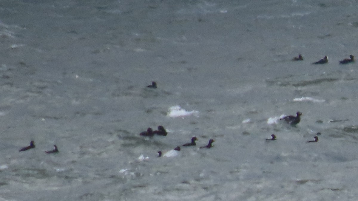 Surf Scoter - ML643838067