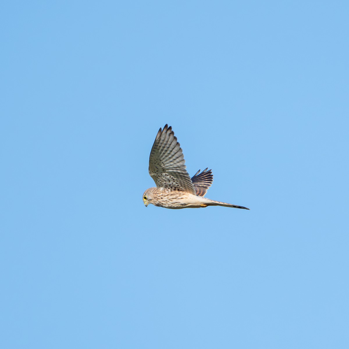 Faucon crécerelle - ML643838068