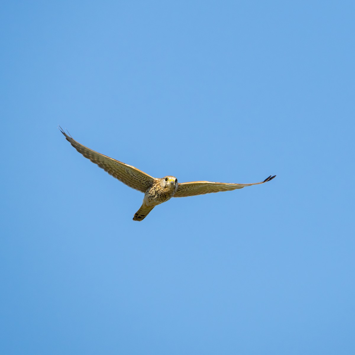 Faucon crécerelle - ML643838069