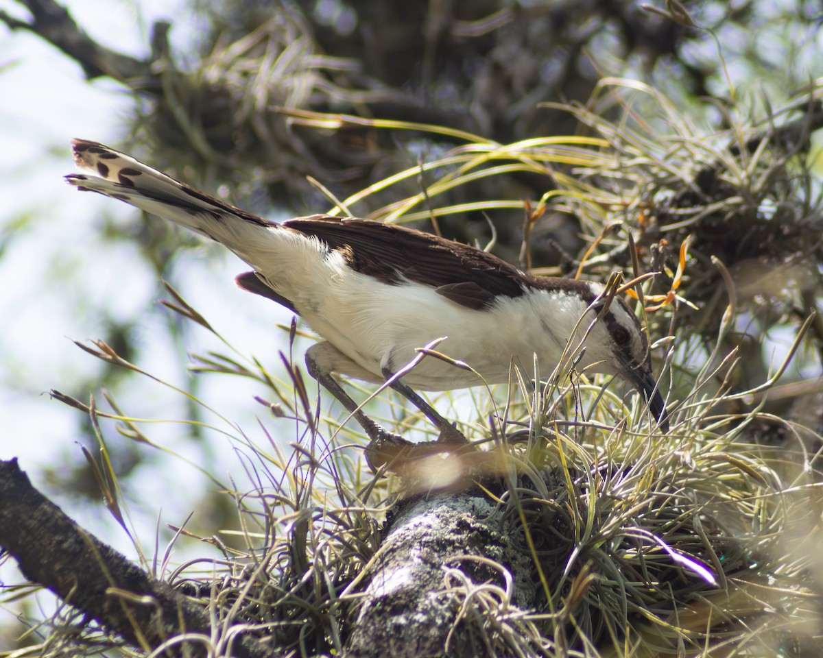 Bicolored Wren - ML643838072
