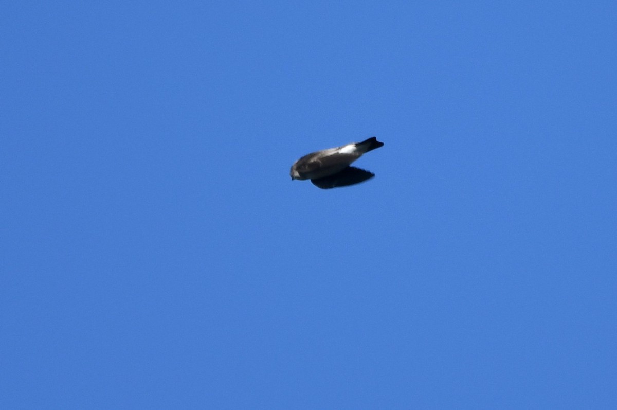Northern Rough-winged Swallow - ML643838106