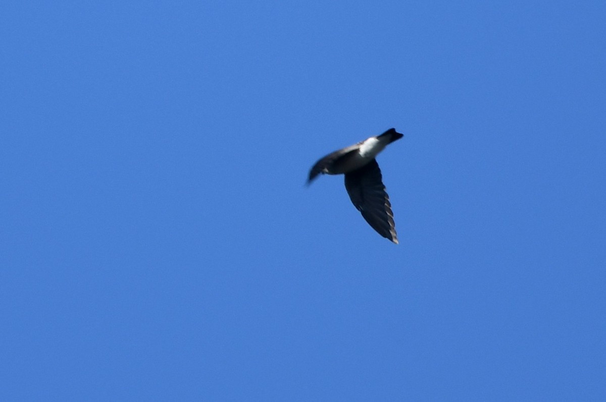 Northern Rough-winged Swallow - ML643838127