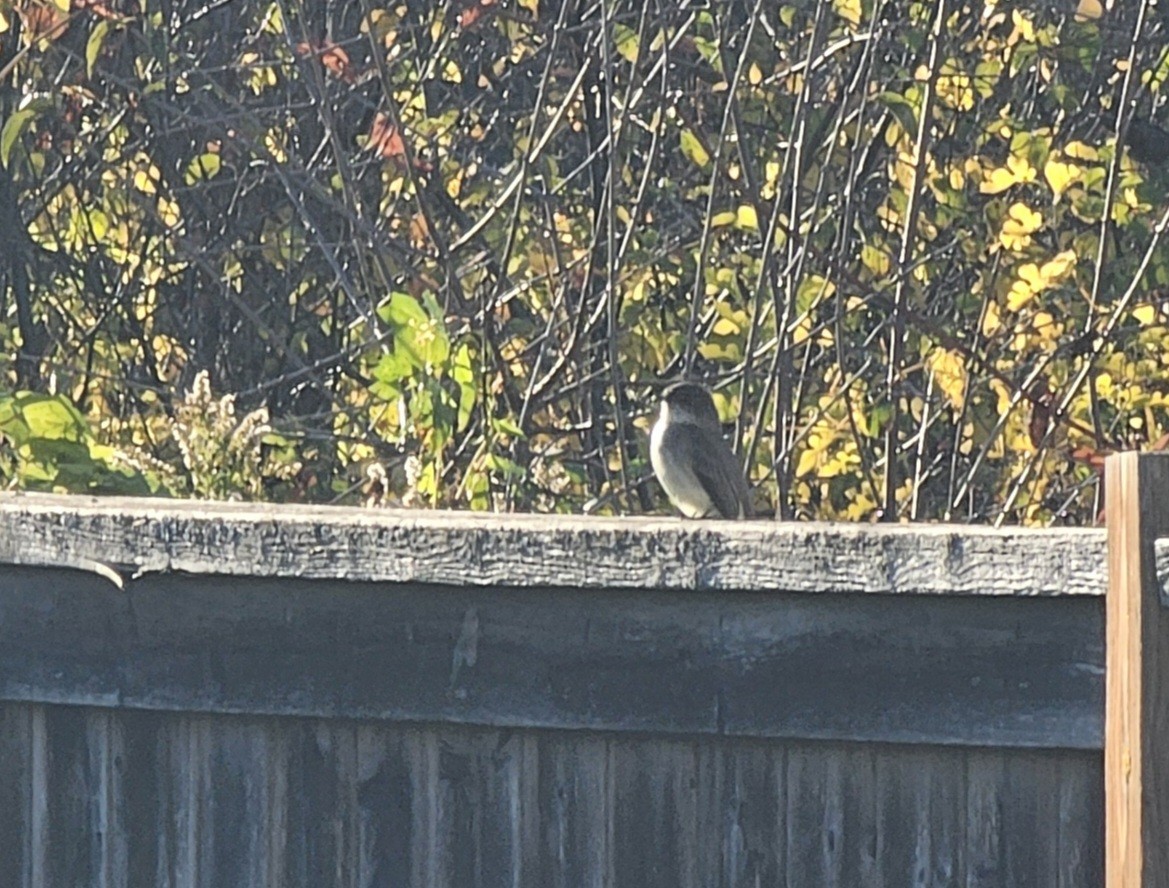 Eastern Phoebe - ML643838146