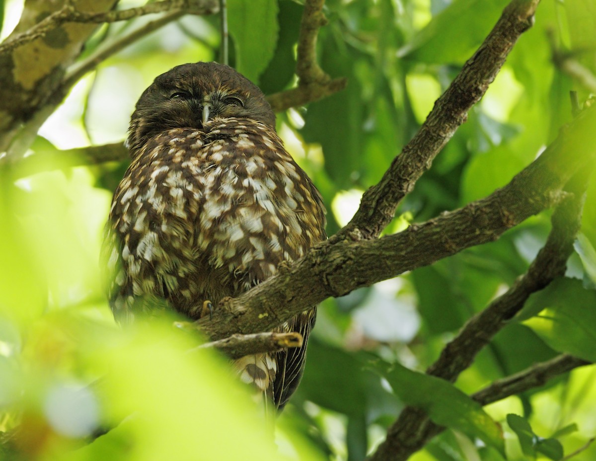Morepork - ML643838148