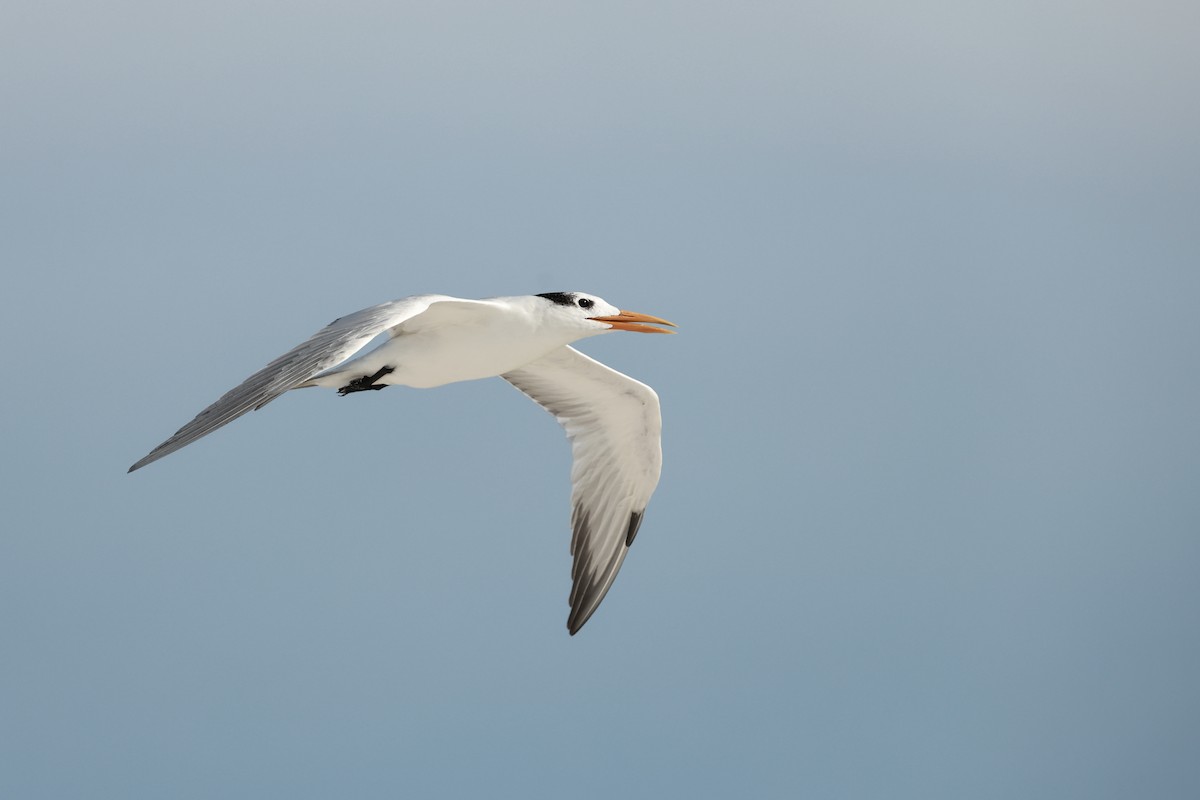 Royal Tern - ML643838165
