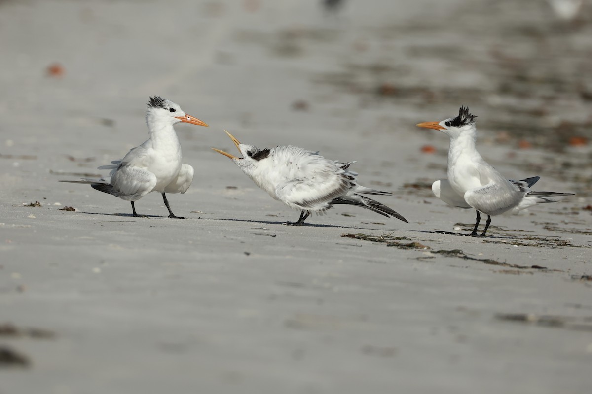 Royal Tern - ML643838166